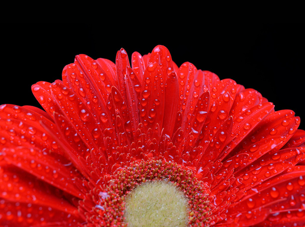 Dew drops on a flower red gerbera - Фото, зображення