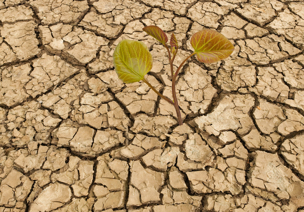 Сапінг, що росте з посушливої землі
 - Фото, зображення