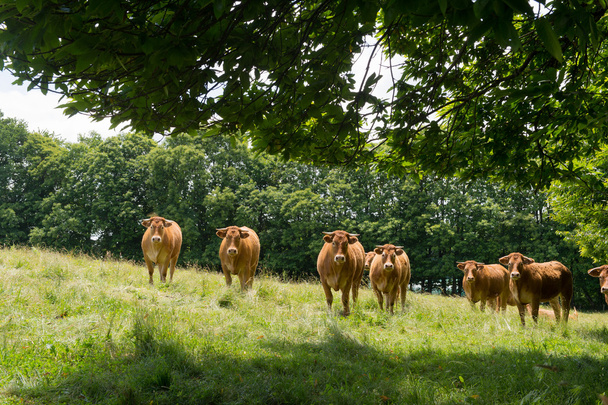 Коровы лимузинов в полях
 - Фото, изображение