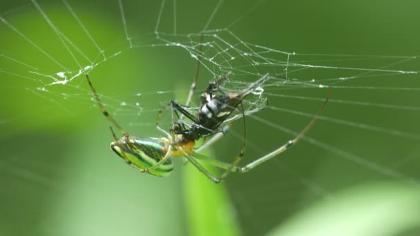 Kultainen pallo kutoja hämähäkki syö saalista
 - Materiaali, video