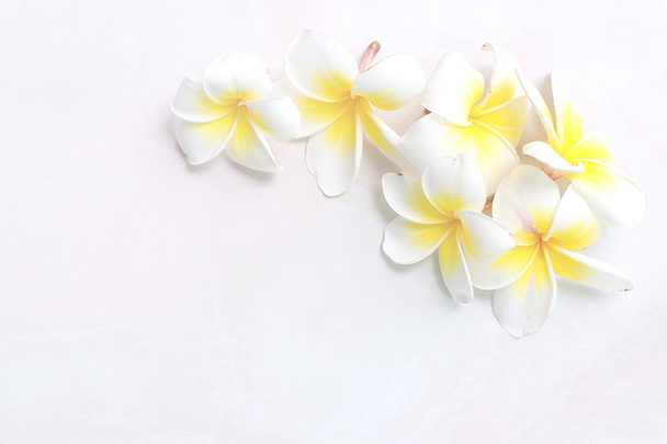 Kvete bílými květy Plumeria nebo keře na bílém podlahové bac - Fotografie, Obrázek