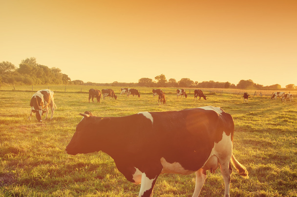 日没時の牧草地の牛 - 写真・画像