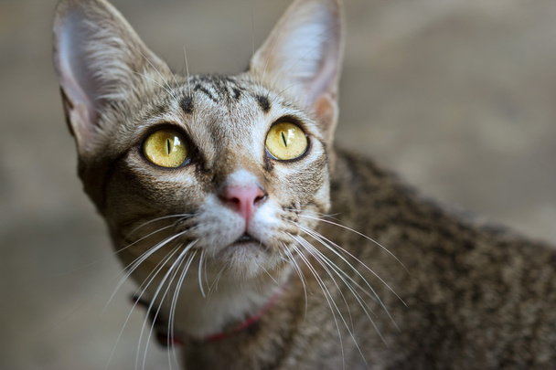 Primer plano asiático gato retrato buscando a la parte superior en marrón fondo
 - Foto, imagen