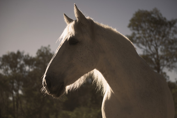 άλογο στη μάντρα - Φωτογραφία, εικόνα
