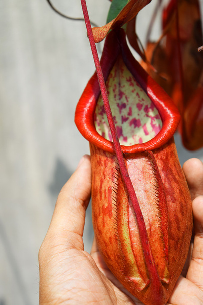 ベトナムの美しいピッチャー食虫植物ポット - 写真・画像
