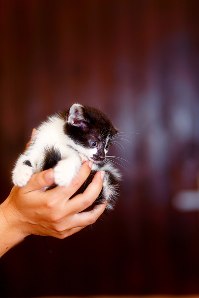 vyděšená sladká kočička v rukou mladé dívky. - Fotografie, Obrázek
