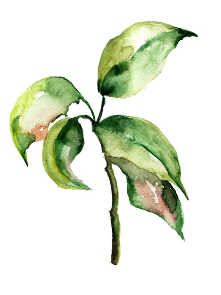 Floral watercolor illustration - Fotoğraf, Görsel