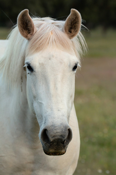 Bonito caballo blanco libre en los pastos
   - Foto, Imagen
