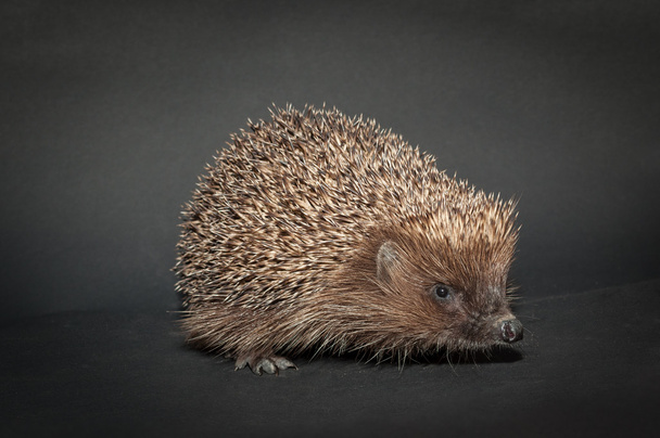 Hedgehog, isolated on black background - Photo, Image