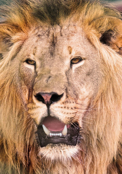 portrait African lione  - Фото, зображення