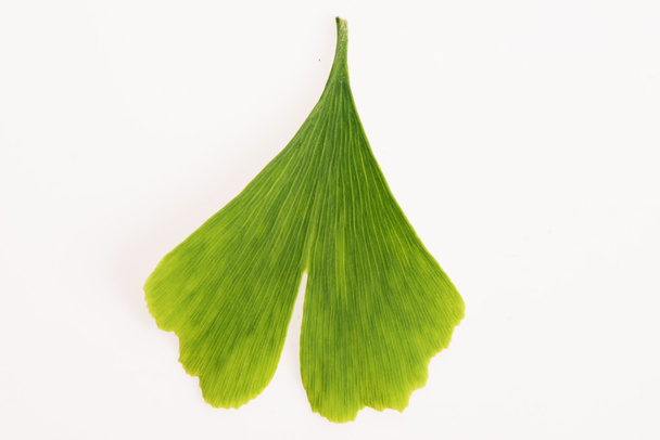 Ginkgo biloba bladeren - Foto, afbeelding