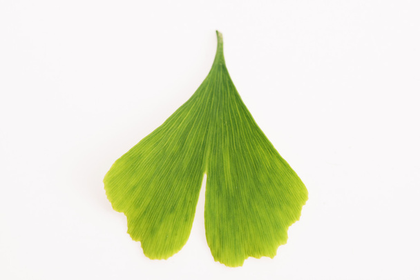 Листья гинкго билоба - Фото, изображение