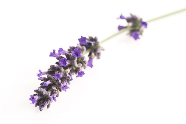 Lavendelblüte auf Weiß - Foto, Bild