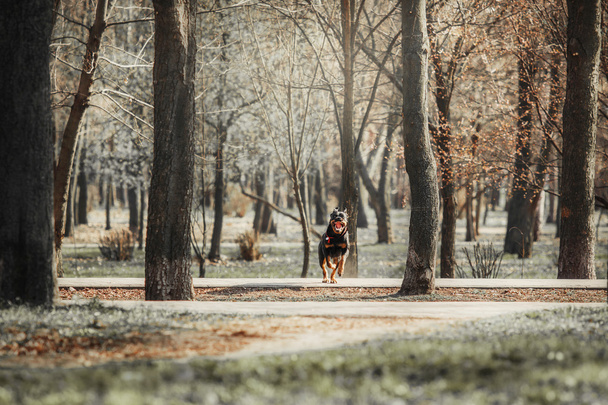Running Rottweiler dog - Фото, изображение