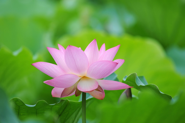 Lotus flower - Fotoğraf, Görsel