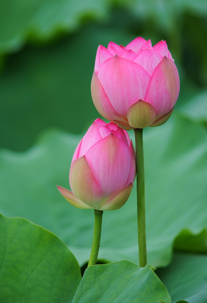 Цветущий цветок лотоса на темном фоне
 - Фото, изображение