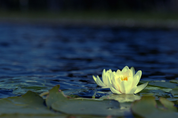 Беловодная лилия
 - Фото, изображение