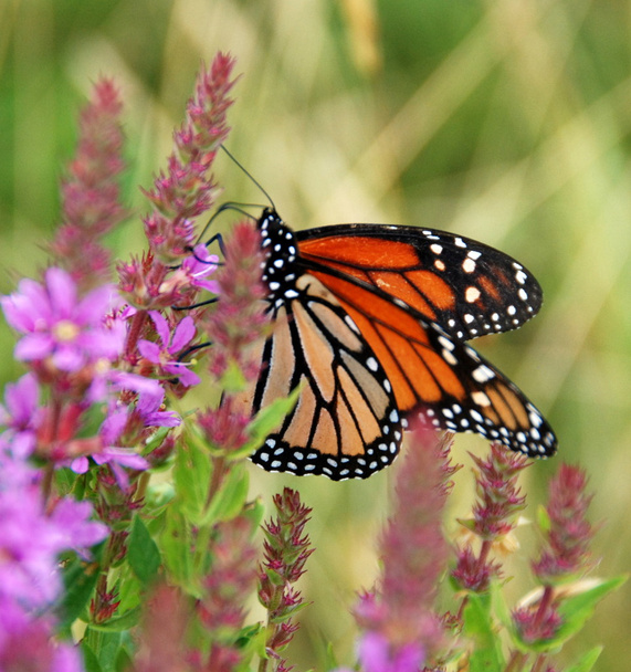 Μονάρχης πεταλούδα στο πορφυρό loosestrife - Φωτογραφία, εικόνα