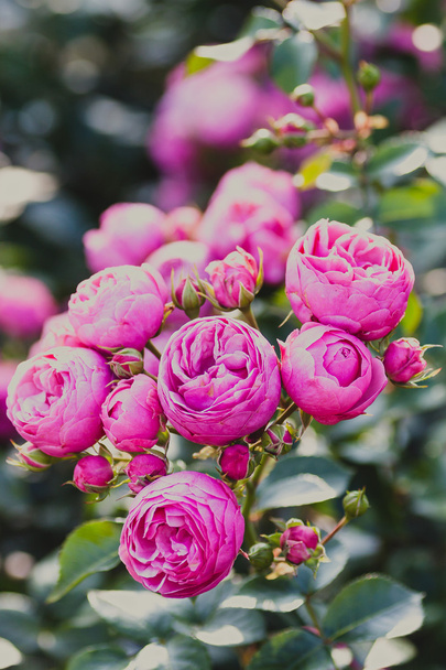 Tipo de rosas Pomponella
 - Foto, imagen
