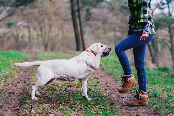 美しい森の犬と歩いている少女 - 写真・画像