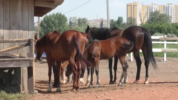 農場の馬 - 映像、動画