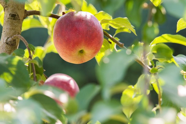 roter Apfel auf einem Zweig zur Ernte bereit - Foto, Bild