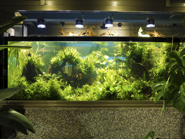 Trooppisen makean veden istutetun akvaarion vesiviljely
 - Valokuva, kuva