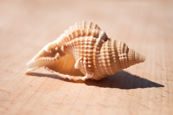 Seashell su una superficie di legno
 - Foto, immagini