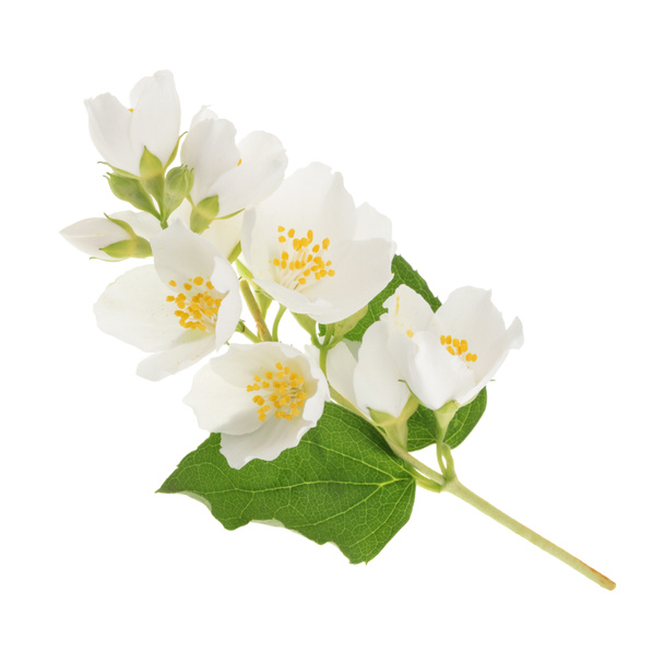 Flor de jazmín aislada en blanco
 - Foto, imagen