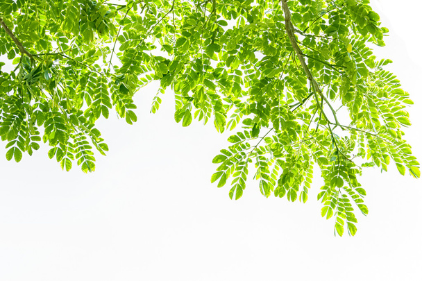 beyaz arkaplanda yeşil yapraklar - Fotoğraf, Görsel