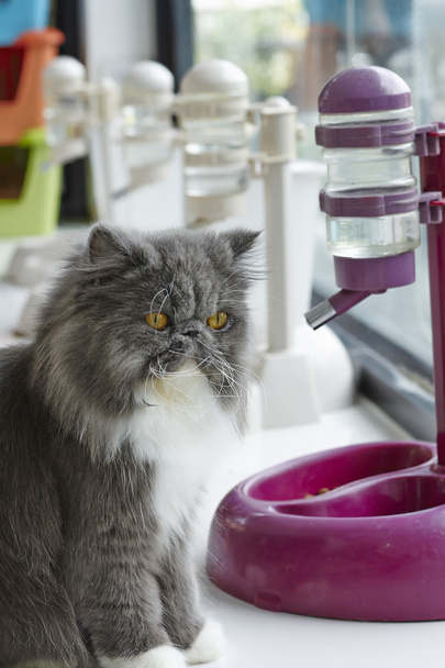 gatto persiano blu e bianco accanto al dispenser di cibo / acqua
 - Foto, immagini