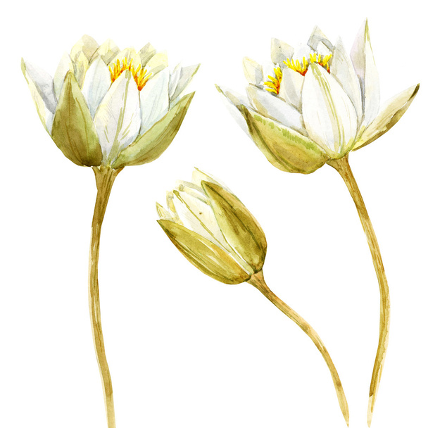 Watercolor lotus flower - Фото, изображение