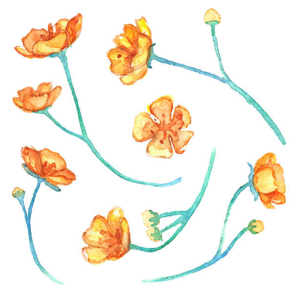 Ακουαρέλα νεραγκούλα κίτρινο λουλούδια απομονωμένες φορέα που - Διάνυσμα, εικόνα
