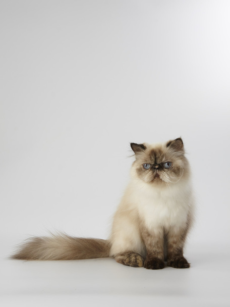 точка ущільнення гімалайська перська кішка на білому тлі
 - Фото, зображення