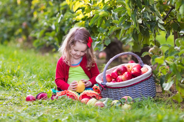 Little girl picking apples from tree in a fruit orchard - Fotografie, Obrázek