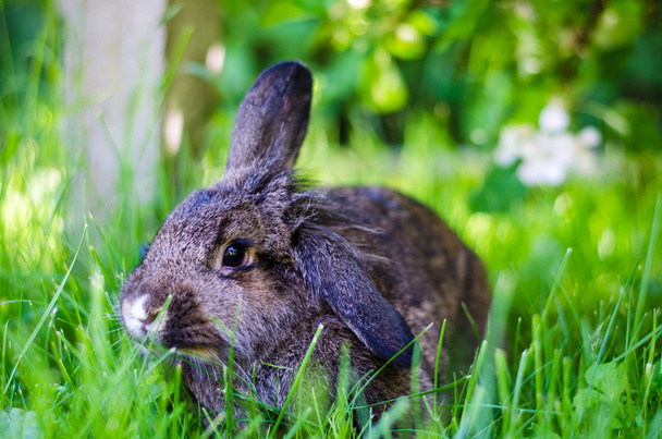 gray farm rabbit - Photo, Image