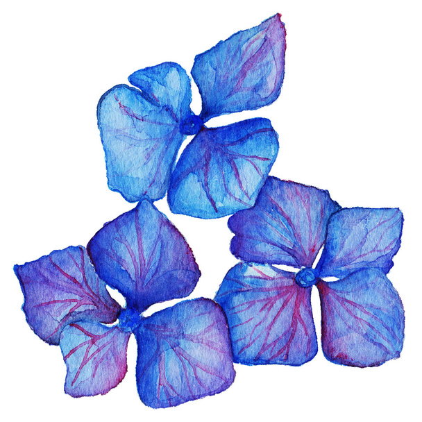 Suluboya mavi menekşe ortanca çiçek kompozisyon izole - Fotoğraf, Görsel