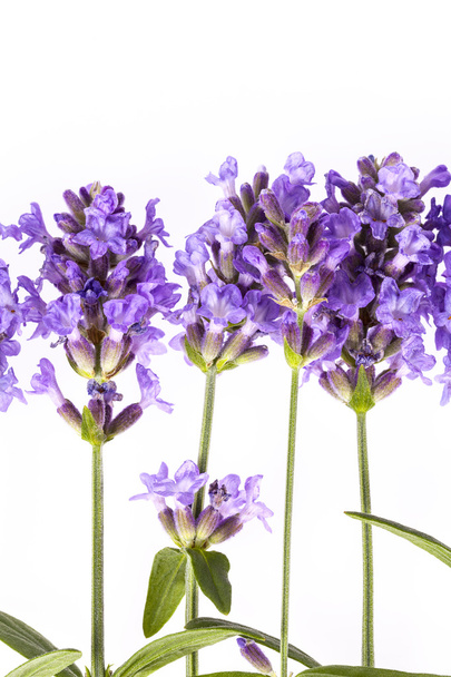 Fleurs de lavendula violette sur fond blanc, gros plan
 - Photo, image
