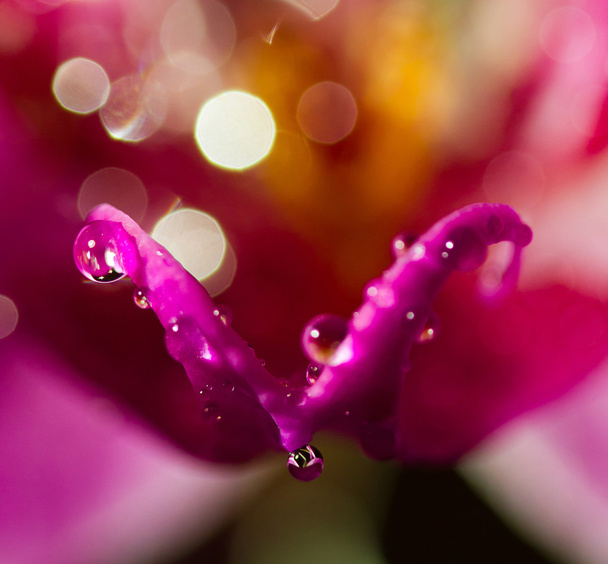 Purple orchid macro view - Fotografie, Obrázek