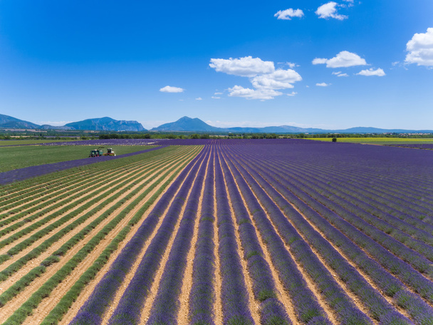 Lavender field in France during harvest time - Fotoğraf, Görsel
