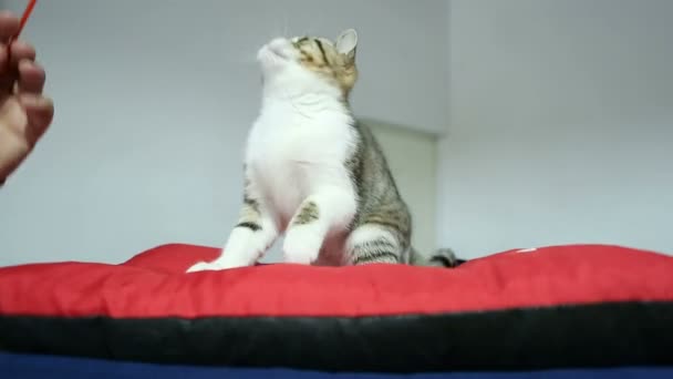Tatlı küçük kedi aktif evcil hayvan gösterisi sırasında oyuncak ile oynarken, hayvanlar için aşk - Video, Çekim