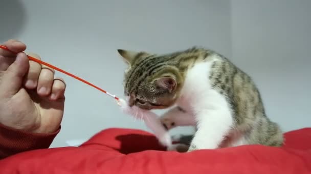 Owner's hand entertaining kitten with fluffy pet toy, nice domestic animal - Footage, Video