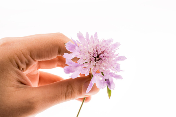 Hand holdingA Purple Flower - 写真・画像
