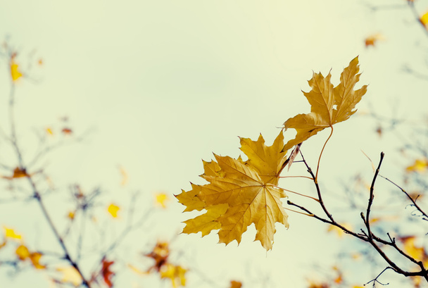 Autumn natural background - Foto, Bild