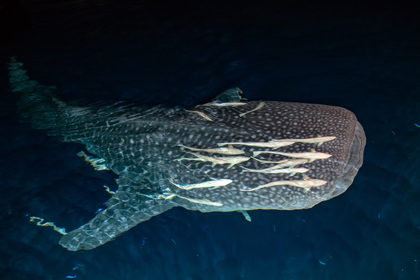 Walvishaai close-up onderwater portret bij nacht - Foto, afbeelding