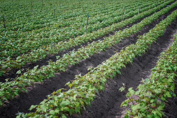 Außenfoto von Sojabohnenpflanzen auf einem Feld, Sojabohnenfeld mit Reihen von Sojabohnenpflanzen, selektiver Fokus - Foto, Bild
