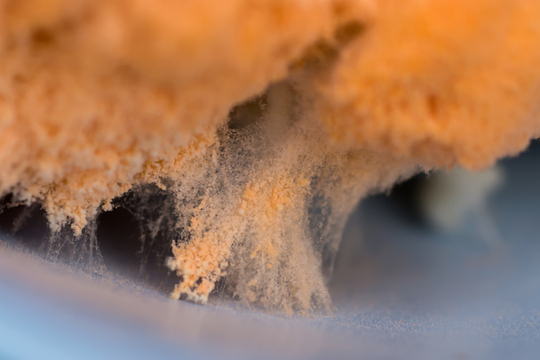 Close up of fungus on rice - Photo, Image