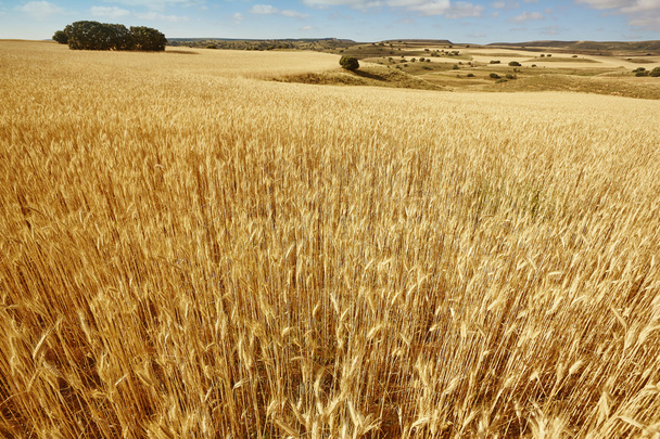 Пшеничное поле в сельской местности Испании. Летний пейзаж
 - Фото, изображение