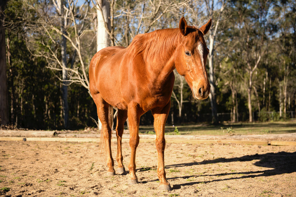 paard in de paddock - Foto, afbeelding