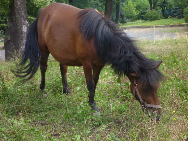 caballo solitario comiendo una hierba verde
 - Foto, Imagen
